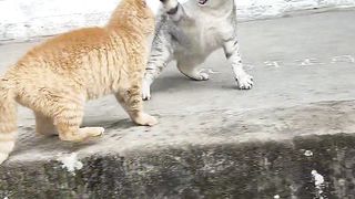 Cats fighting 2