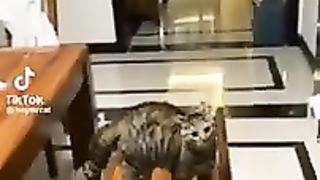 Try not to laugh with TikTok animals - part #4