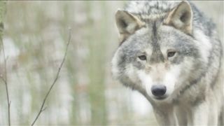 WOLF DEEP EYES|بھڑیے کی آنکھیں
