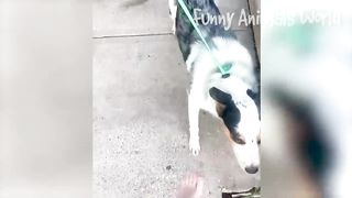 Funniest Dogs And Cats Videos ???? - Best Funny Animal Videos 2023 ???????? #16
