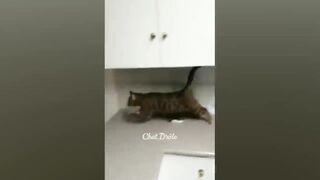 Compilation des moments les plus drôles des animaux