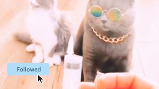 Cat Funny video????????????how to cat video???????????? in chailld????????????????