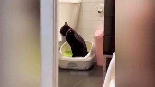 Best Funny Dogs And Cats Videos ???? - Funniest Animals Videos 2023???? 4