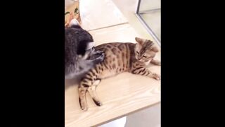 Hilarious Cats and Dogs