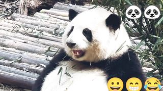 Cute panda eat time!!