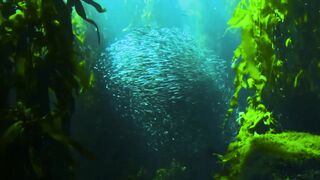 Discovering the Enchanting Underwater World