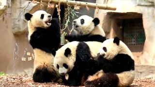 Pandas take the bus to eat fruits..