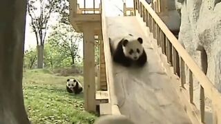 Pandas playing slide
