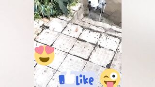 How to dog ????????????anb cat Beautiful funny ????????video ????????????????????