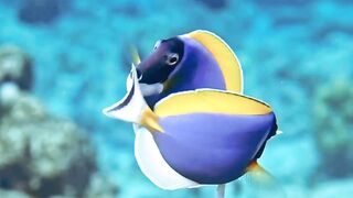 Love Story Two Colour Full Fish In Loving Mood