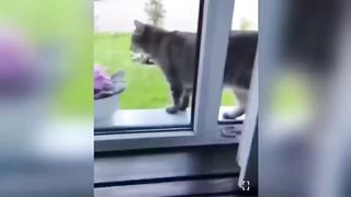 Best Funny Dogs And Cats Videos ???? - Funniest Animals Videos 2023????#6