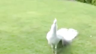 Peacock in Garden