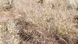 Angry Lion Charge Tourists