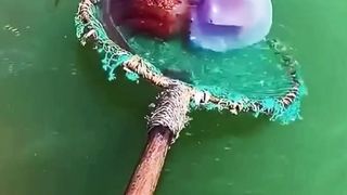 Amazing Sea Creatures That Are Very Tasty