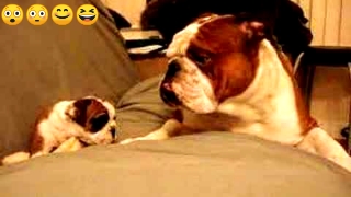 Bulldog Father meets daughter first time..