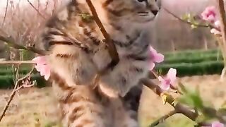 Amezing 2
