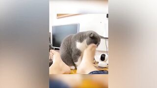 Funniest Animals 2023 ???? Funniest Cats and Dogs ???????? 5