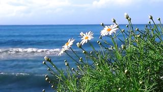 Soothing Music for Relaxation, Meditation, Deep Sleep, Study, and Background - Calming Playlist