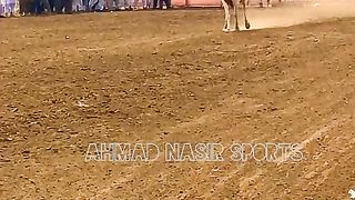#best horses dance of 2023#ytshorts#youtubeshorts#ytshort#shorts vedio of youtube #shorts 2