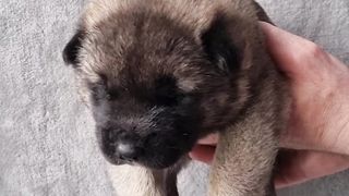 Amerikanskai akita