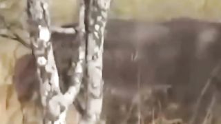Lion Attack a bull _short video