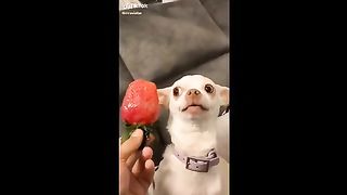Funny TikTok angry dogs compilation