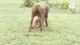 Best lion attacks_lion cutt the Buffalo_animal _geoghraphy