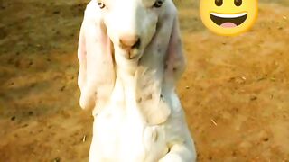 Dancing Bakra | Dancing Baby | Dancing videos | Jhangvi Writes