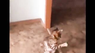 TikTok funny cat compilation