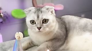 Happy Cat