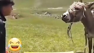 The lesson which about donkey's language