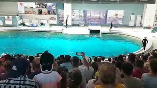 Delfini