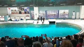 DOLPHIN