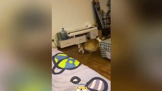 Funny Cats & Dogs Compilation - 2023