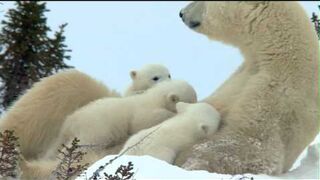 the polar bear children -riding on the mother Bear dance
