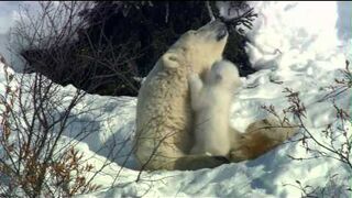bear children at play with mother
