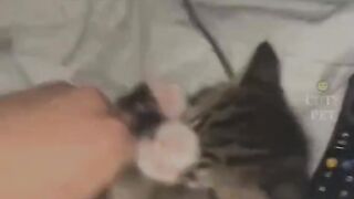 cute cats 4