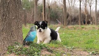 Dog and parrot ???? funny,  animals the dodo