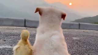 Cute puppy ???? and chick, cute dog ???? and little chick