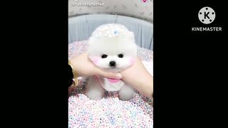 Cat beautiful ❤️ or Funny cat or dog