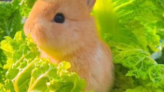 Cute baby animals Videos Compilation cute moment of the animals #3 Cutest Animals 2023
