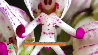 Relaxing music with beautiful flowers ????