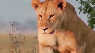 Zebra attack on lion