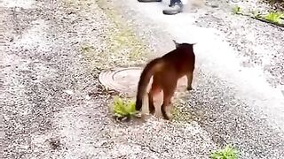 Funny Video || ???? Dog???? meets Crazy ????Cat????