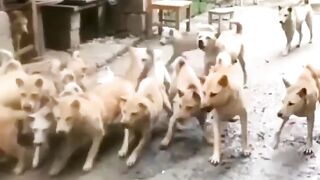 Belay Say Sekho Bahadre. 13 party kiye cheez hay