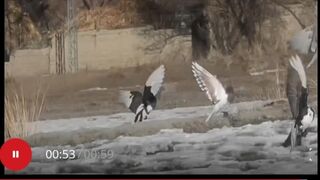 Mountain birds.
