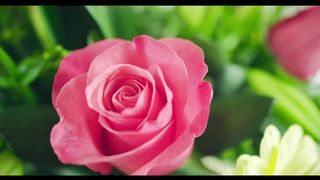 Beauty in Bloom: The Marvels of Mother Nature's Finest Flowers"