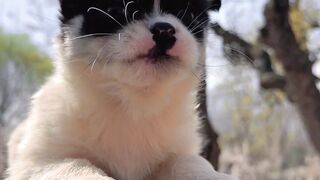 Little dog ???? and little chick ???? , Funny animal videos, best animal video
