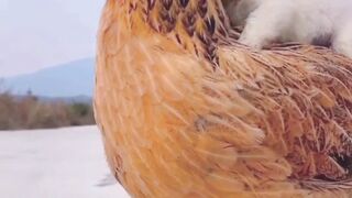 Little dog ???? and Hen ???? , best animals video