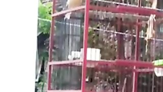 Burung Kenari Berlatih Kicau